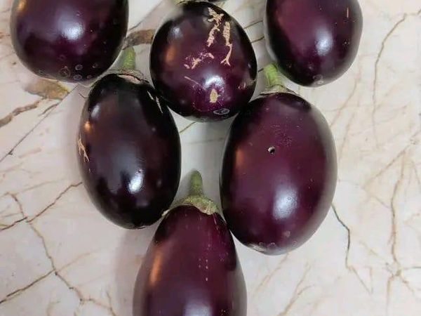 Brinjal