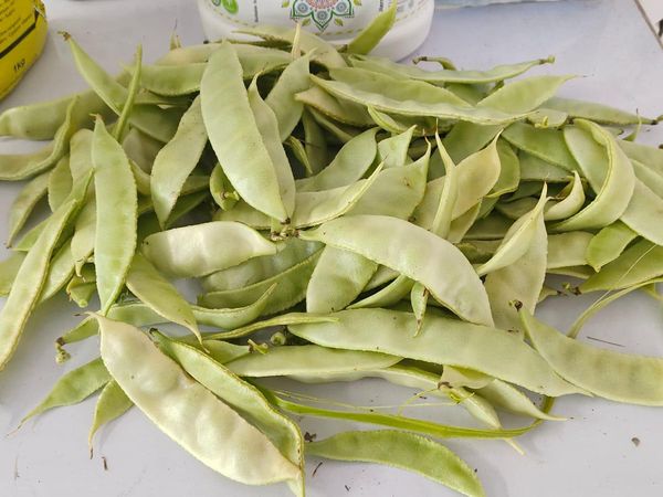 Broad Beans