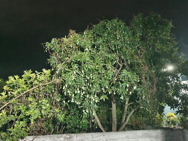 Organic Guava Agriculture