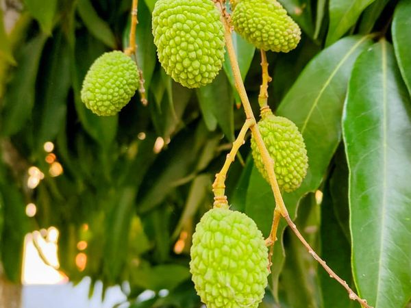 Lychee