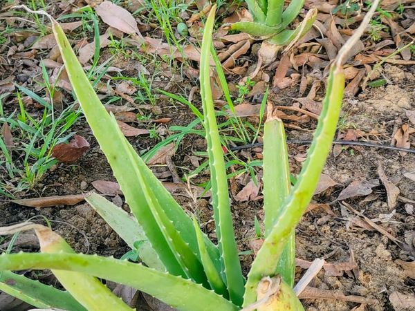 Aloe Vera