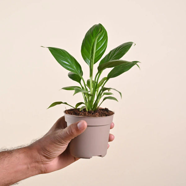 Peace Lily Plant