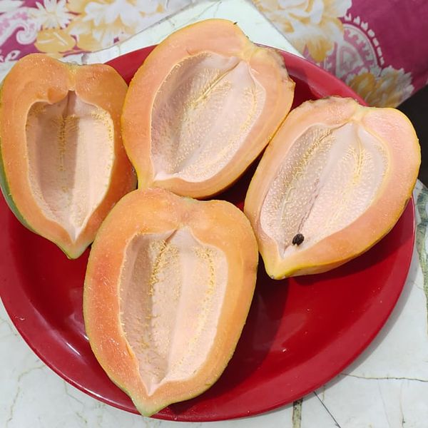 Improvement in Banana Tree