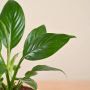 Peace Lily Plant
