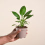 Peace Lily Plant