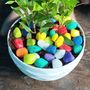 Colorful Pot With Plant