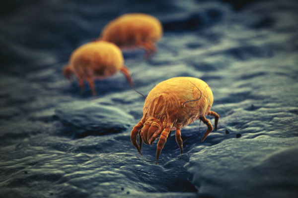 Dust mites