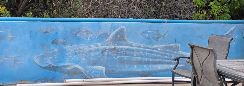 mural in Cabo Pulmo by artist unknown.