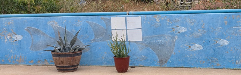 mural in Cabo Pulmo by artist unknown.