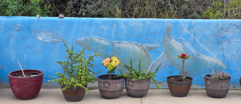 mural in Cabo Pulmo by artist unknown.