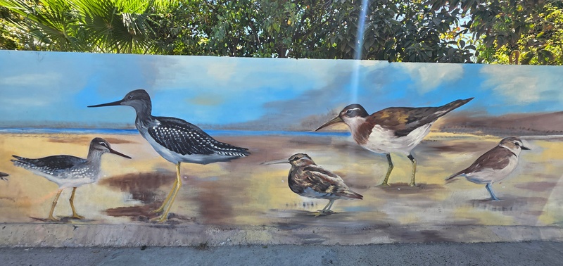 mural in San José del Cabo by artist unknown.