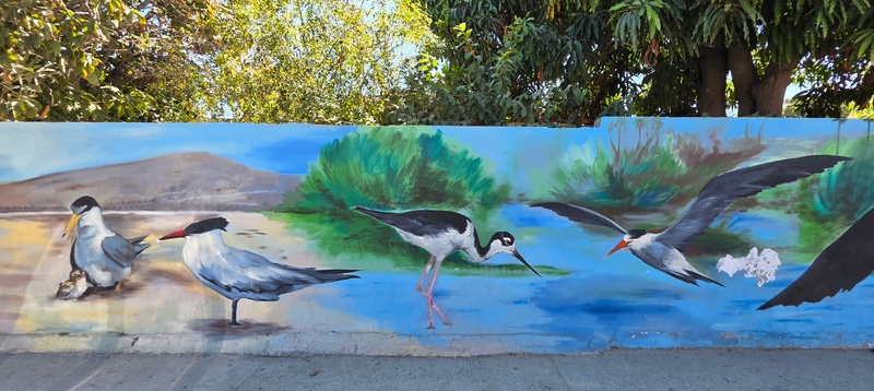 mural in San José del Cabo by artist unknown.