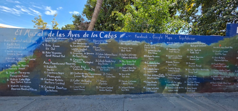 mural in San José del Cabo by artist unknown.