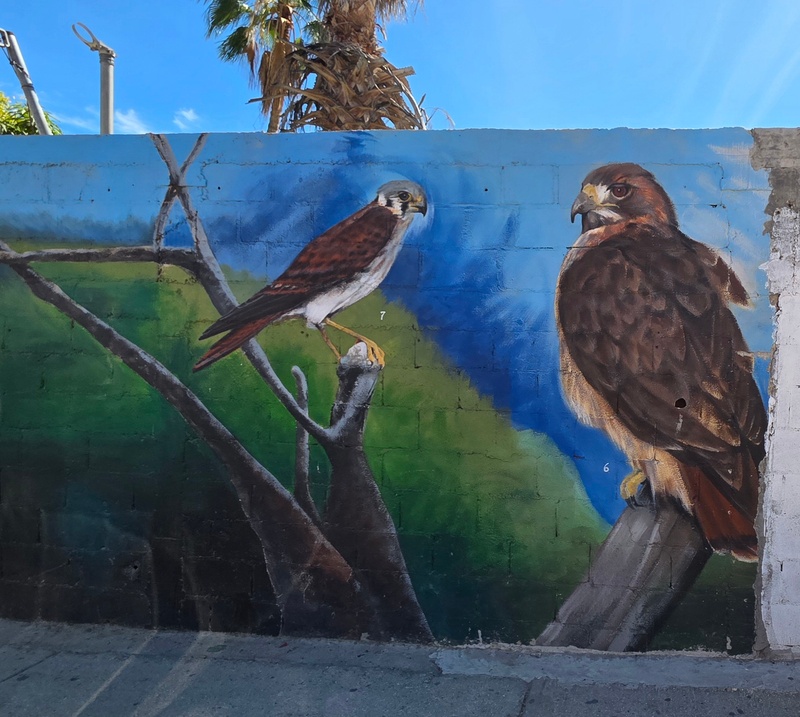mural in San José del Cabo by artist unknown.