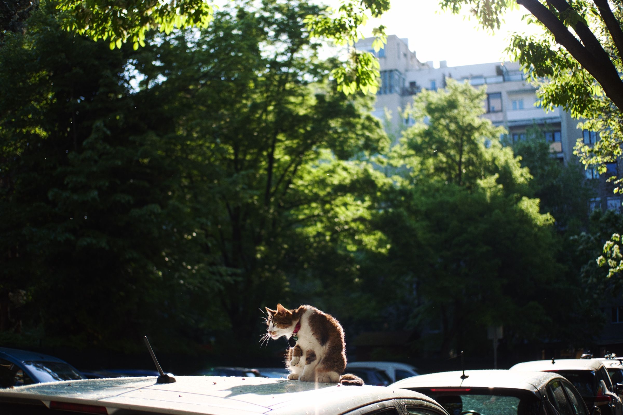 DSCF6173_i-qbmB73kF.jpeg