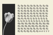 Northvale Blackletter Serif Font