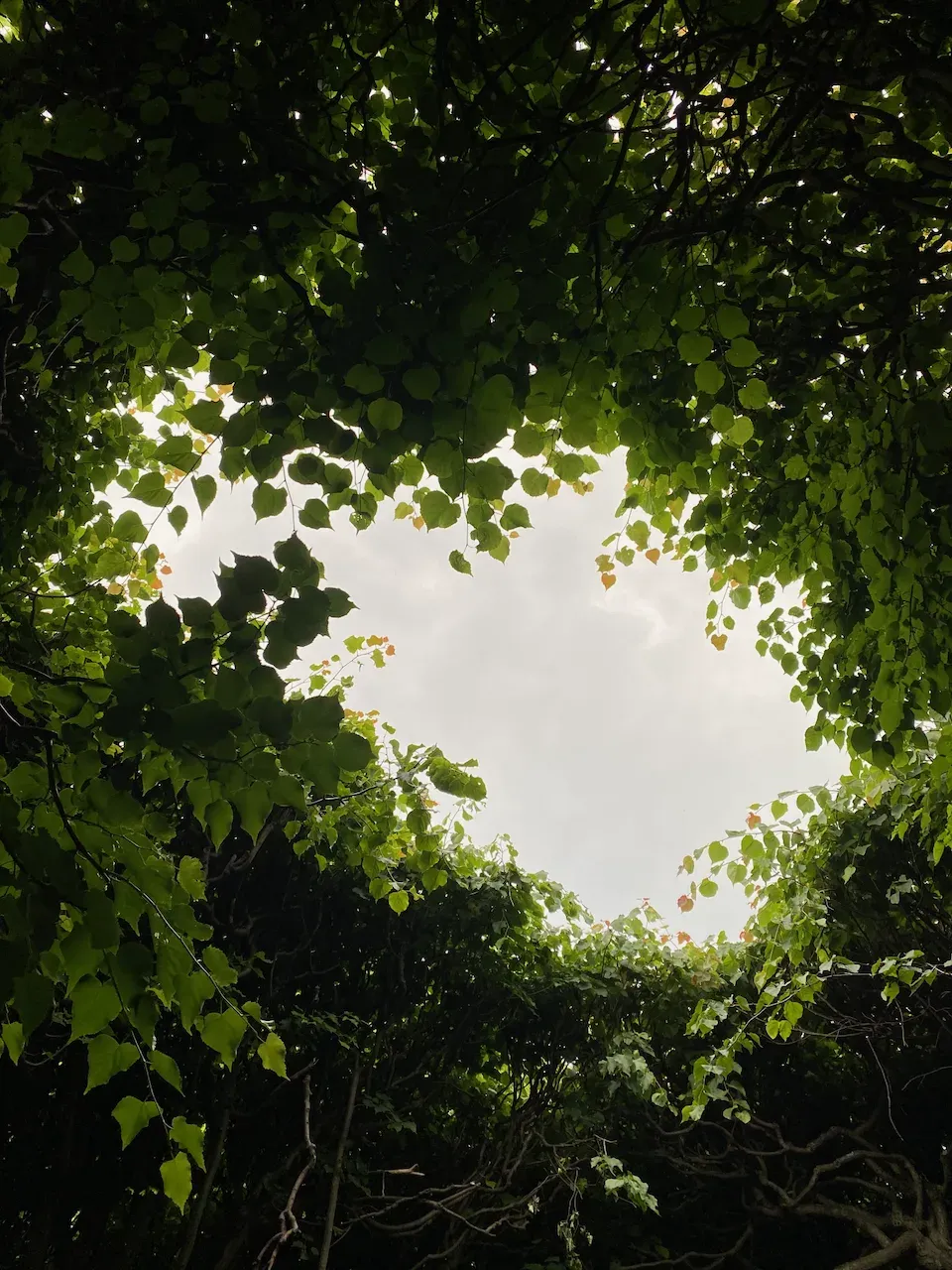 Looking up through a dense green tree canopy framing a bright overcast sky.