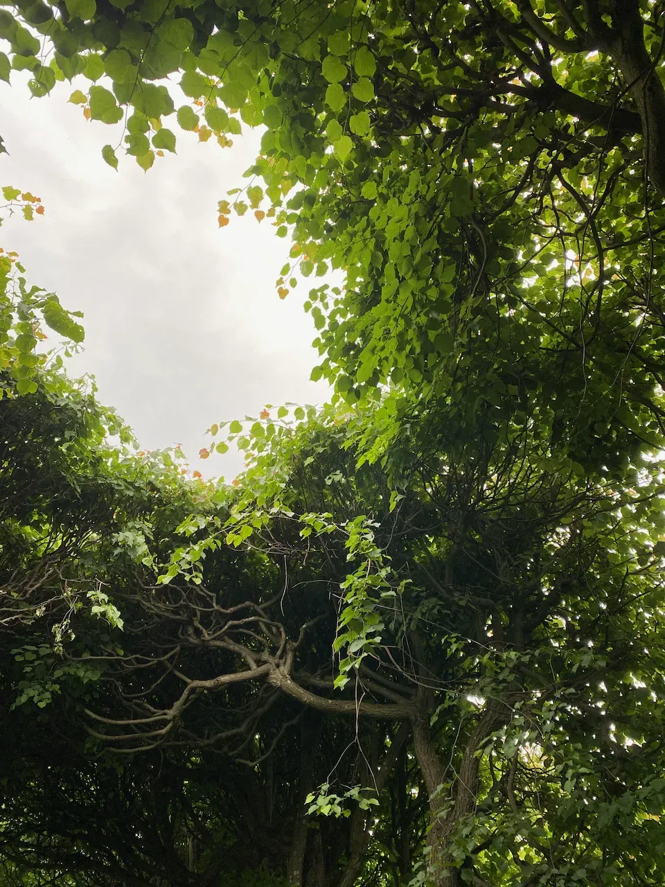 Upward view through a linden tree canopy of green heart-shaped leaves and tangled branches.