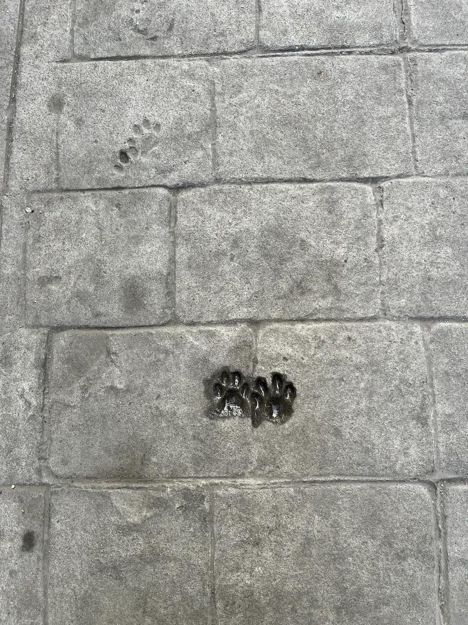 Animal paw prints pressed into wet grey stone pavement tiles.