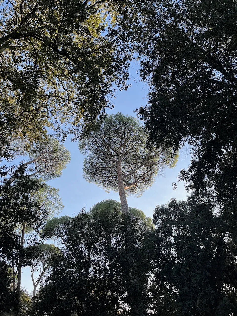 Low-angle view of a tall stone pine with an umbrella-shaped canopy against a clear blue sky.