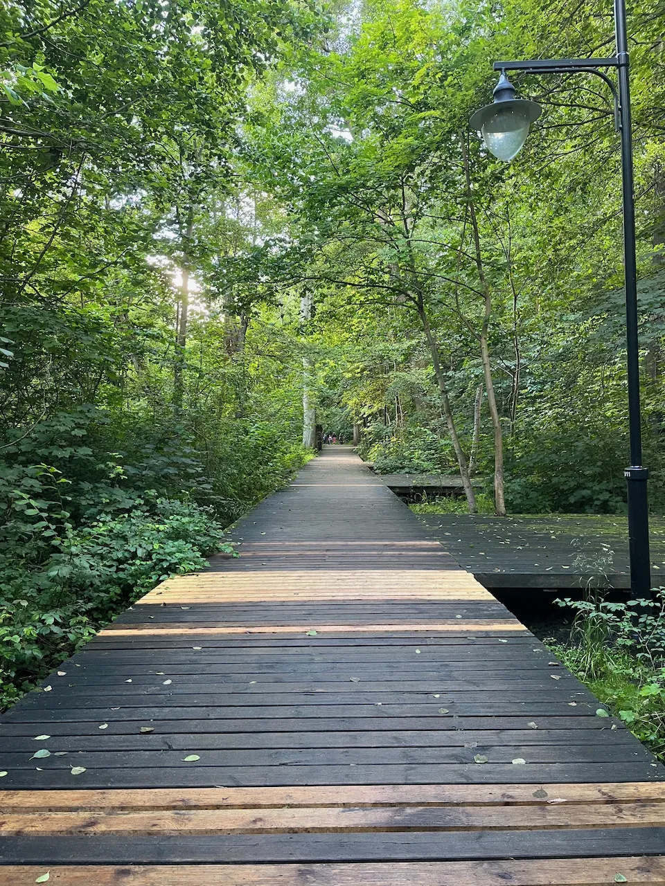 Wooden boardwalk path leading through a lush green forest with sunlight filtering through.