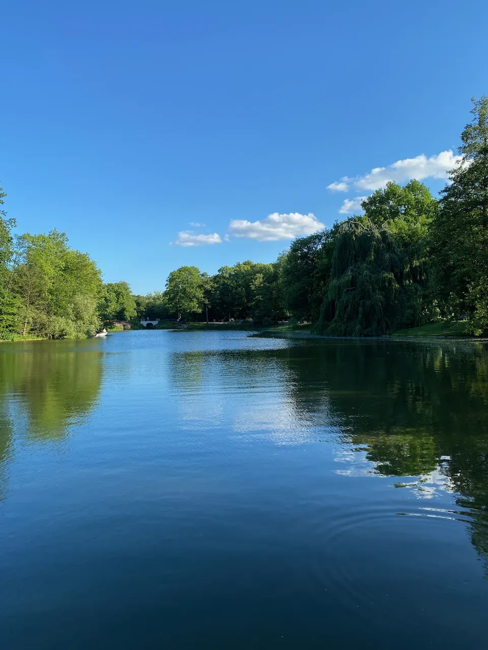 Sunny park lake surrounded by lush green trees with reflections on calm water.