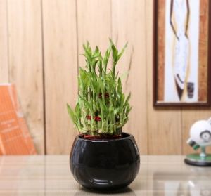 Nurturing Green Lucky Bamboo 3 layer  Big indoor plant