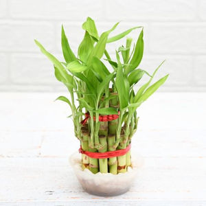 2 Layer Lucky Bamboo Plant