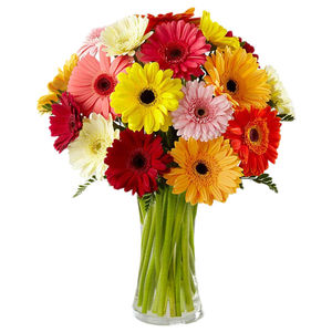 Gerbera Mix Flower