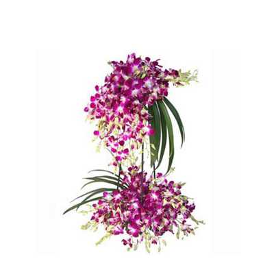Orchids Desire Orchids Desire