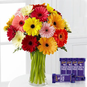 24 Gerberas in Vase - Dairy Milk Combo