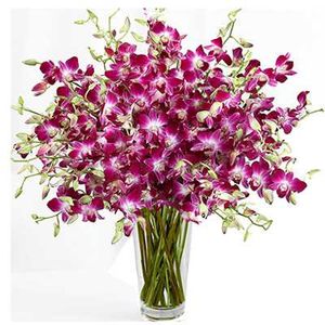 Delightful Orchids Flower