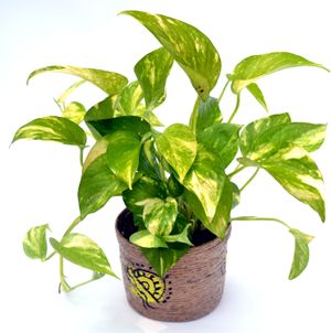 Money Plant Hybrid Plant