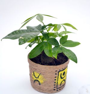 Money Tree Single Small Plant