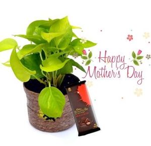 Golden Pothos Indoor Plant Combo