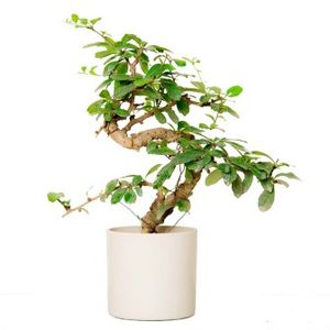 S Shape Carmona Bonsai Plant