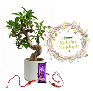 Raksha Bandhan Gift S Shape Bonsai Plant 3 yrs old Combo with Rakhi