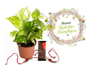 Raksha Bandhan Gift Indoor Money Plant Combo with Rakhi