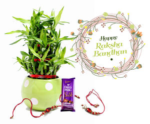 Raksha Bandhan Gift Lucky Bamboo 3 layers Combo with Rakhi 