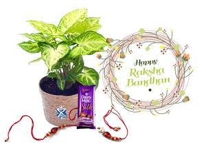 Bandhan Gift Indoor Plant Syngonium L&L Combo with Rakhi