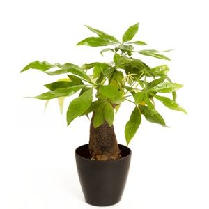 Indoor Plant Money Tree Single