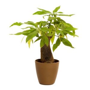 Indoor Plant Money Tree Single