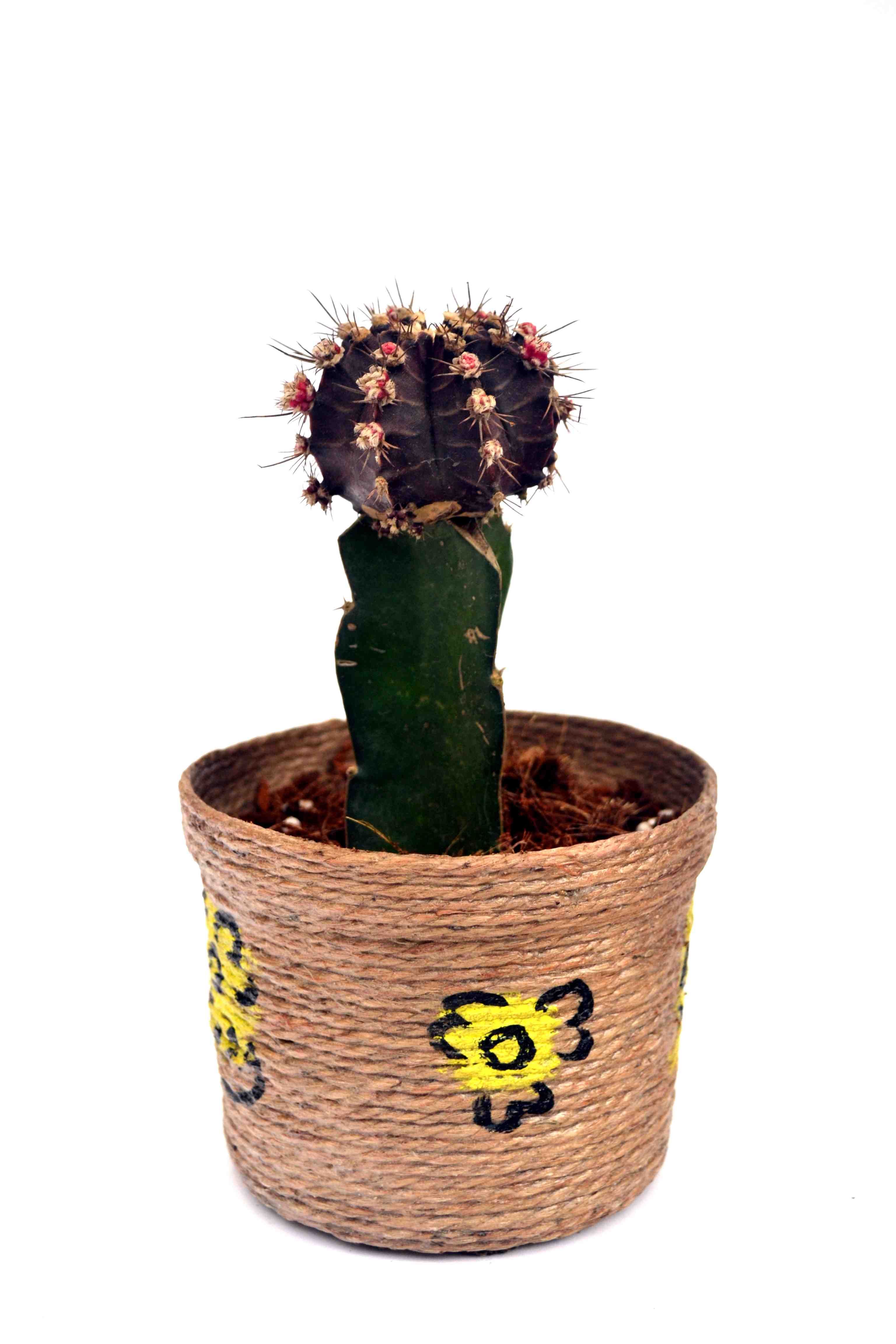 Brown Cactus Brown Cactus