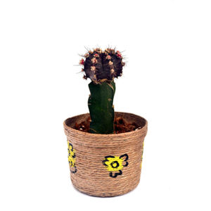 Brown Cactus Plant