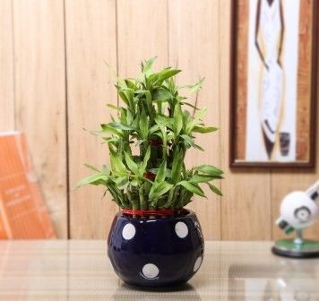 Nurturing Green Lucky Bamboo 3 layer Big indoor plant Nurturing Green Lucky Bamboo 3 layer Big indoor plant