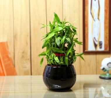 Nurturing Green Lucky Bamboo 3 layer Big indoor plant Nurturing Green Lucky Bamboo 3 layer Big indoor plant