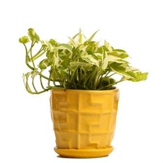 NG- Indoor Plant White Pothos Ceramic Pot NG- Indoor Plant White Pothos Ceramic Pot