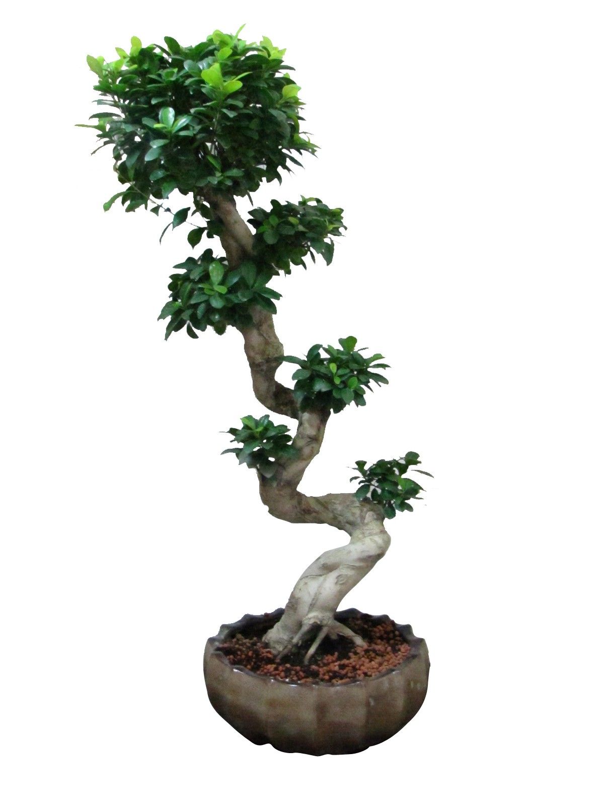 Bonsai 20 Yr. Old Bonsai 20 Yr. Old