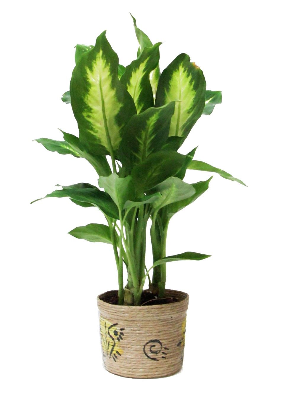 Diffinbachia Hybrid Diffinbachia Hybrid