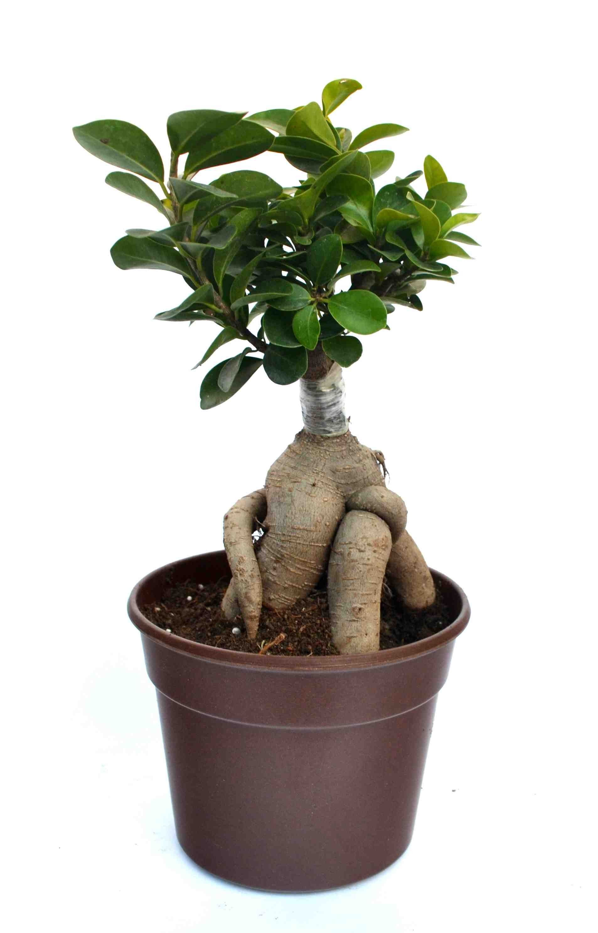 Grafted Ficus 3 year old Grafted Ficus 3 year old